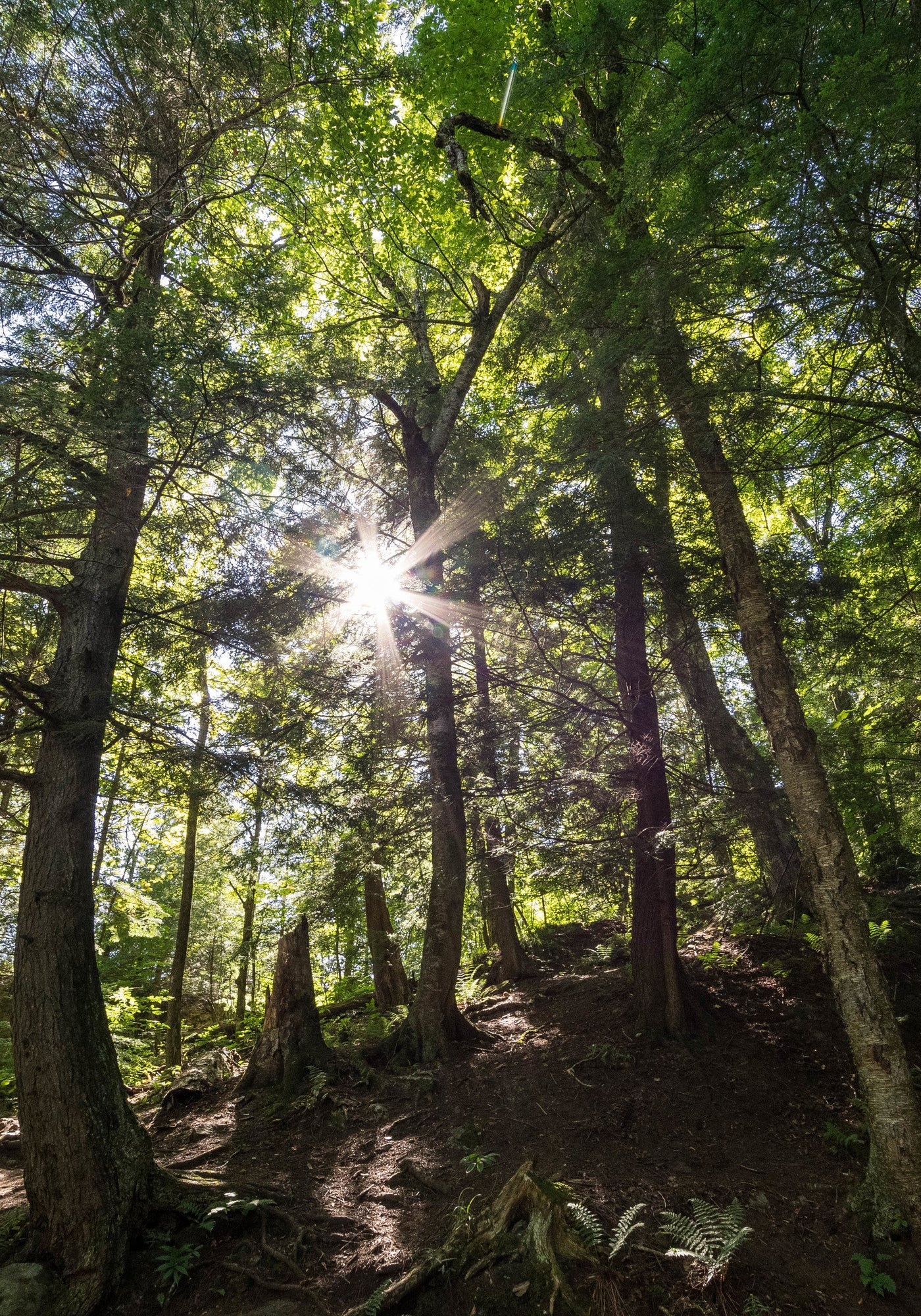 Ponieważ nasza przyszłość leży w naturze, IANA czerpie inspirację z roślin