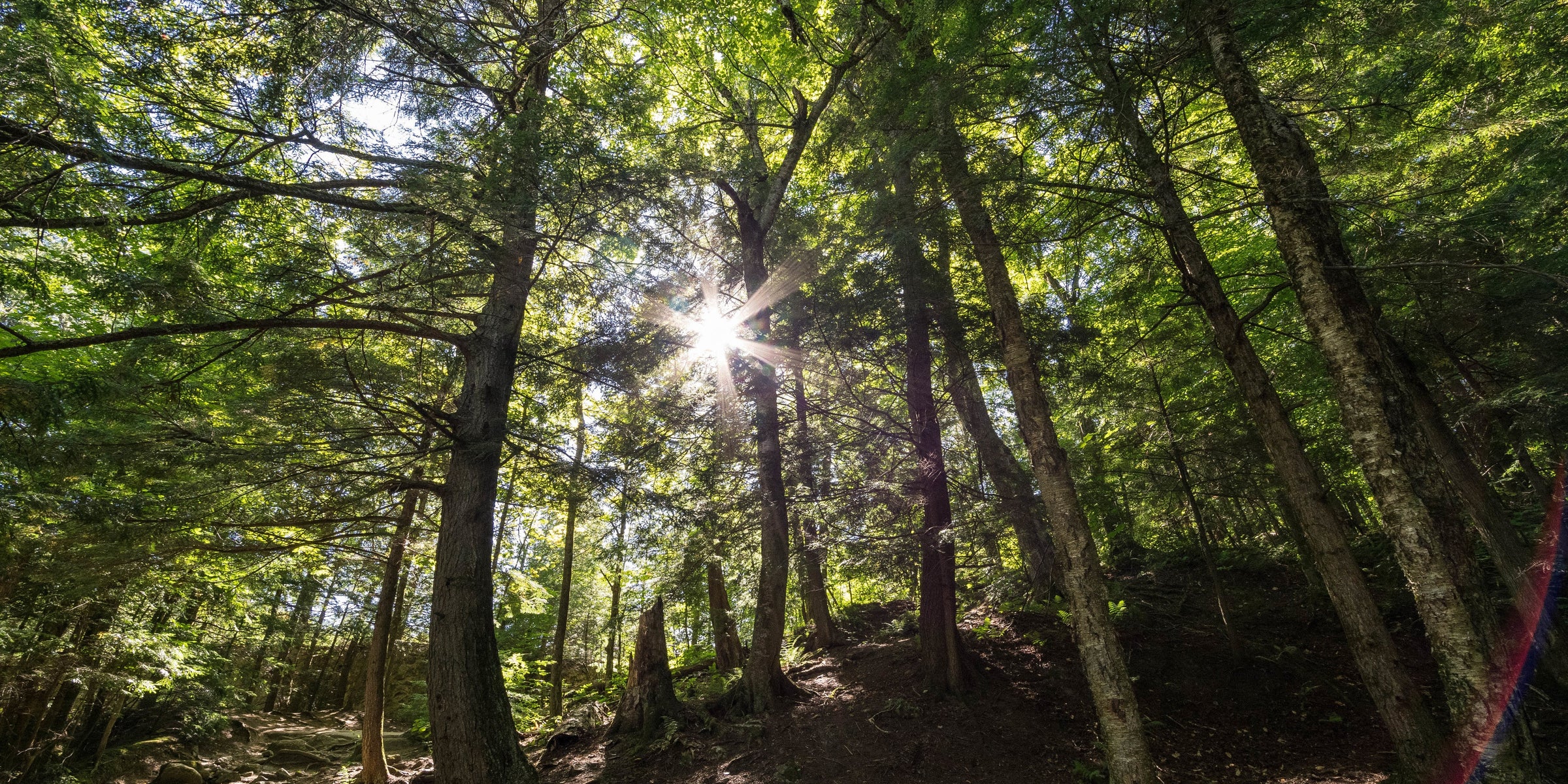 Ponieważ nasza przyszłość leży w naturze, IANA czerpie inspirację z roślin